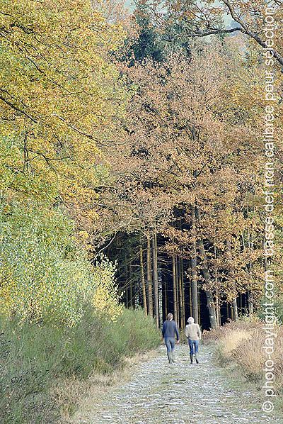 bois en automne